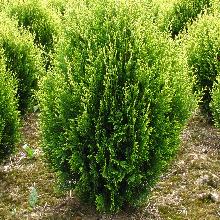 ТУЯ СКЛАДЧАТАЯ КОРНИК горшок-с2