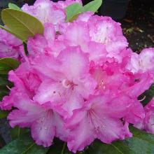 РОДОДЕНДРОН ЯКУШИМАНСКИЙ БЛУРЕТТИА горшок-с5