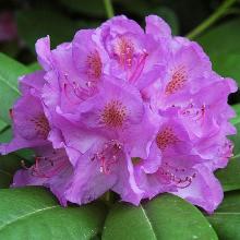 РОДОДЕНДРОН КАТАВБИНСКИЙ ГРАНДИФЛОРУМ горшок-с15