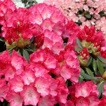 РОДОДЕНДРОН ЯКУШИМАНСКИЙ ФАНТАСТИКА горшок-с5