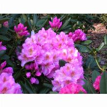 Нажмите чтобы увеличить изображение