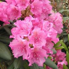 РОДОДЕНДРОН ГИБРИДНЫЙ ГААГА горшок-с5