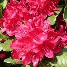 РОДОДЕНДРОН ГИБРИДНЫЙ ХАКМАНН ФЕЙЕРШАЙН горшок-с5