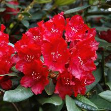 РОДОДЕНДРОН ТАРАГОНА горшок-с5