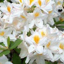 РОДОДЕНДРОН ГИБРИДНЫЙ ПЕРСИЛ горшок-с5