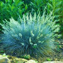 ОВСЯННИЦА СИЗАЯ горшок-p11