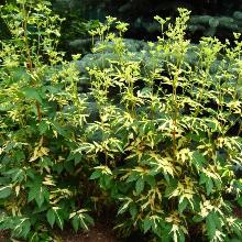 ЛАБАЗНИК ВЯЗОЛИСТНЫЙ ВАРИЕГАТА горшок-p9