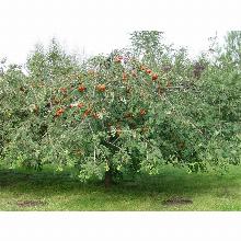 Нажмите чтобы увеличить изображение