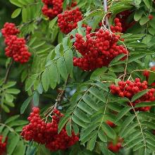 РЯБИНА ОБЫКНОВЕННАЯ ПЕНДУЛА горшок-с15