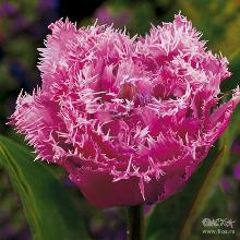 Нажмите чтобы увеличить изображение