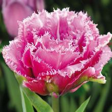 Нажмите чтобы увеличить изображение