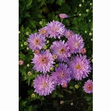 Нажмите чтобы увеличить изображение