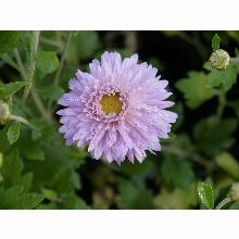 Нажмите чтобы увеличить изображение