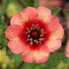 ЛАПЧАТКА ТВИНКЕЛИНГ СТАР горшок-с1