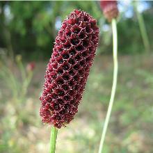 Нажмите чтобы увеличить изображение