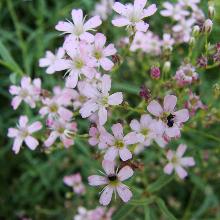 Нажмите чтобы увеличить изображение