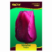 ТЮЛЬПАН ГАНДЕР 5шт-карточка