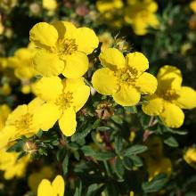 ЛАПЧАТКА САММЕРФЛОР горшок-p9