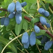 ЖИМОЛОСТЬ ПЛОДОВАЯ НИЖЕГОРОДСКАЯ горшок-p9