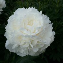 ПИОН КАСАБЛАНКА пакет