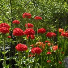 РАССАДА ЛИХНИС СМЕСЬ кассета-6шт