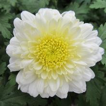 ХРИЗАНТЕМА КОРЕЙСКАЯ БЕЛОСНЕЖКА горшок-p9