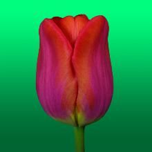 Нажмите чтобы увеличить изображение