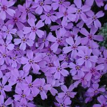 Нажмите чтобы увеличить изображение