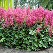 АСТИЛЬБА ВИЖН ИН ПИНК горшок-p9