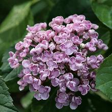 ГОРТЕНЗИЯ КРУПНОЛИСТНАЯ АИША горшок-p9