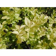 Нажмите чтобы увеличить изображение