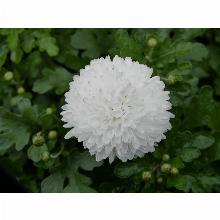 Нажмите чтобы увеличить изображение