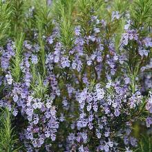 РОЗМАРИН ЛЕКАРСТВЕННЫЙ пакет