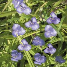 ТРАДЕСКАНЦИЯ ВИРГИНСКАЯ пакет