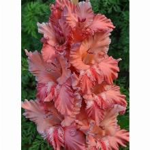 Нажмите чтобы увеличить изображение