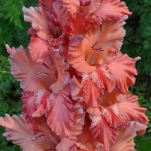 ГЛАДИОЛУС НИРВАНА пакет