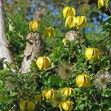 КЛЕМАТИС ТАНГУТСКИЙ пакет