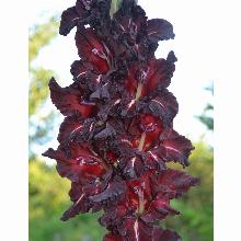 Нажмите чтобы увеличить изображение