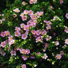 ЛАПЧАТКА ПРЕТТИ ПОЛЛИ горшок-p9