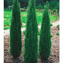 МОЖЖЕВЕЛЬНИК ОБЫКНОВЕННЫЙ СЕНТИНЕЛ горшок-p9