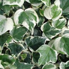 Нажмите чтобы увеличить изображение