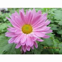 Нажмите чтобы увеличить изображение