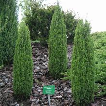 МОЖЖЕВЕЛЬНИК ОБЫКНОВЕННЫЙ КОМПРЕССА горшок-p9