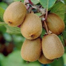 АКТИНИДИЯ СОЛИССИМО горшок-p9