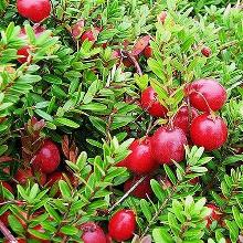 КЛЮКВА СПАРТАН горшок-p9