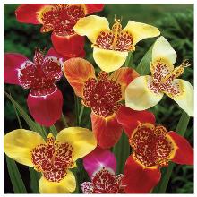 Нажмите чтобы увеличить изображение