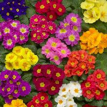 РАССАДА ПРИМУЛА ДАНОВА СМЕСЬ кассета-4шт