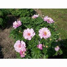 Нажмите чтобы увеличить изображение