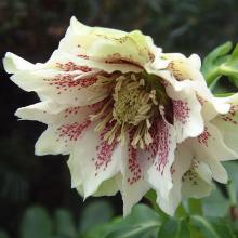 МОРОЗНИК ДАБЛ КУИН горшок-p9