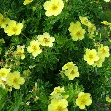 ЛАПЧАТКА ФРИДХЕМ горшок-с12